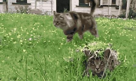 猫被黄瓜吓飞视频集合,搞笑瞬间集锦