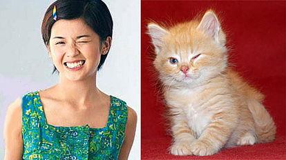 明星和猫,猫咪界的明星风采
