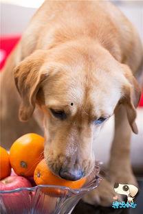 神犬小七墓地送花视频,墓地送花，深情缅怀