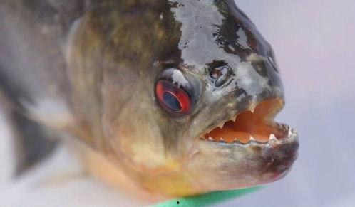 食人鱼23d在线播放,惊悚深海猎杀，在线惊悚盛宴